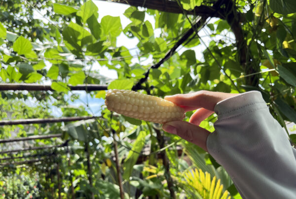 Ngô Mochi Trắng Kamenozoki