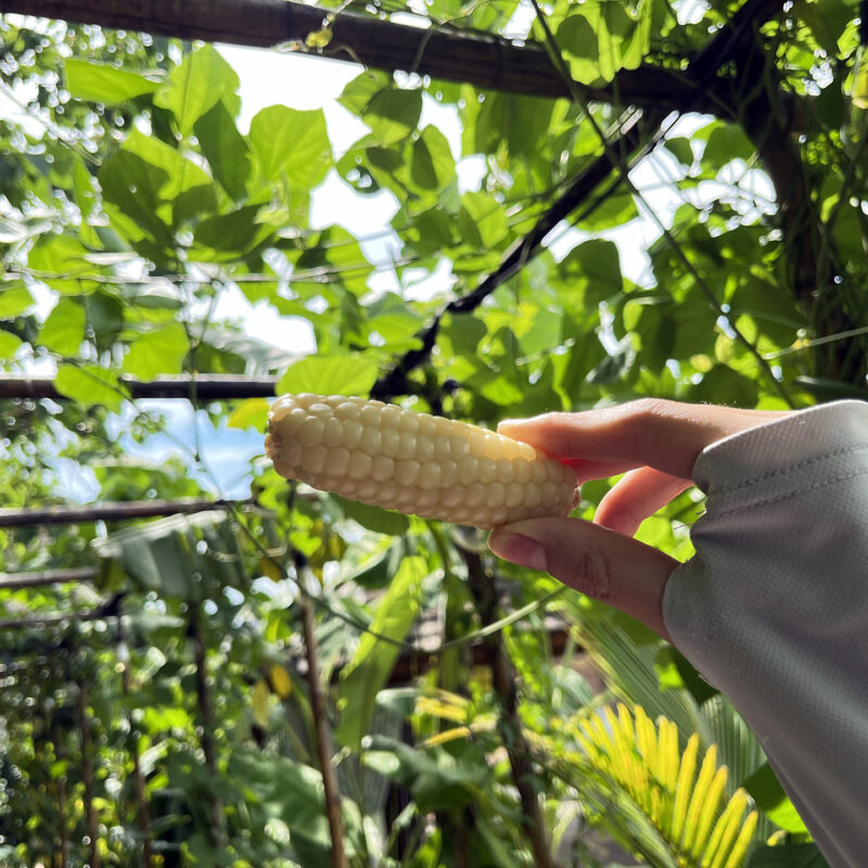 Ngô Mochi Trắng Kamenozoki
