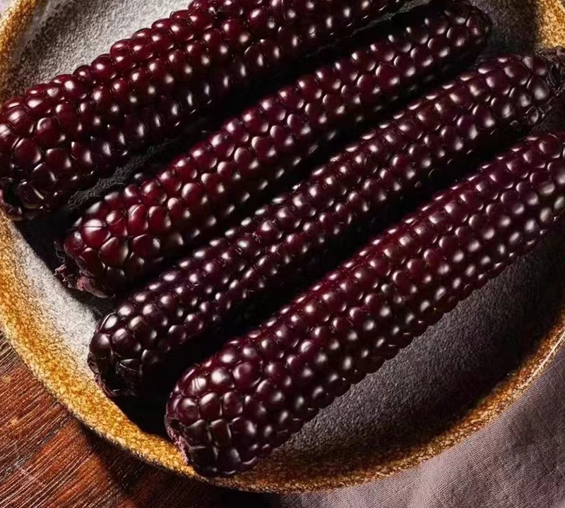 Ngô Mochi Tím Kamenozoki