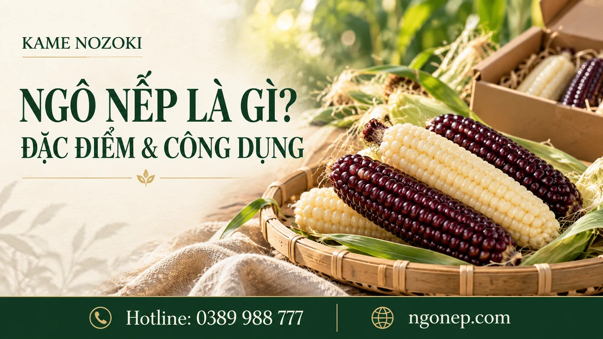 Ngô Nếp Là Gì? Thành Phần, Công Dụng Và Ứng Dụng Của Ngô Nếp (Waxy Corn) Trong Đời Sống - Kamenozoki Mochi Corn