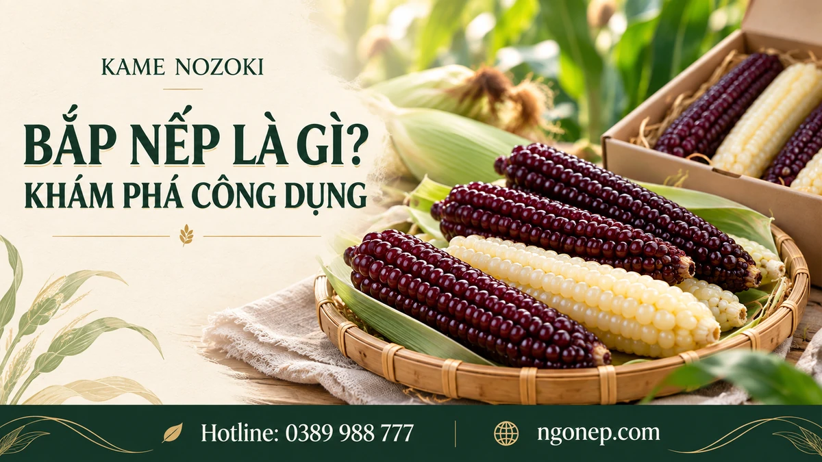 Bắp Nếp Là Gì Và Công Dụng Của Bắp Nếp: Khám Phá Loại Ngô Đặc Biệt Này (2026) - Kamenozoki Mochi Corn