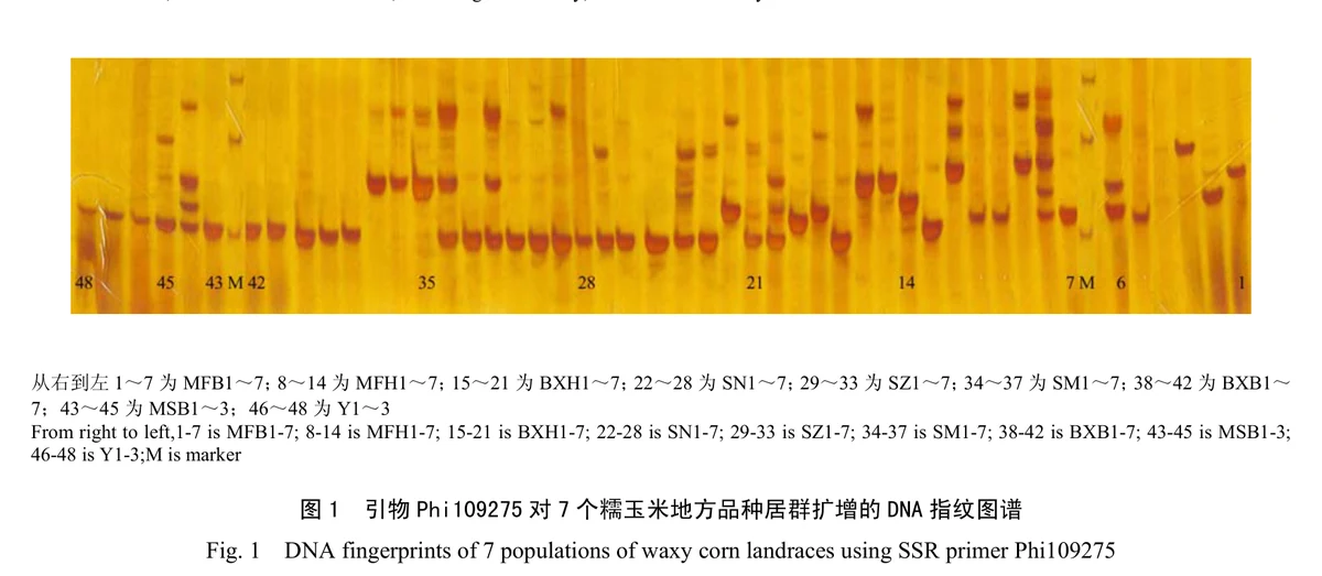 Ảnh điện di dấu vân tay DNA của 7 quần thể ngô nếp nhỏ Tây Song Bản Nạp (Tứ Lộ Nhu & Tiểu Hoàng Nhu) với mồi SSR Phi109275 (ngonep.com)