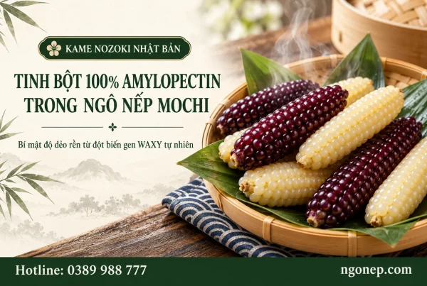 Tinh bột 100% Amylopectin ngô nếp Mochi - Tinh Bột 100% Amylopectin Trong Ngô Nếp Mochi: Giải Mã Đột Biến Gen WAXY & Độ Dẻo Rền Chuẩn Nhật