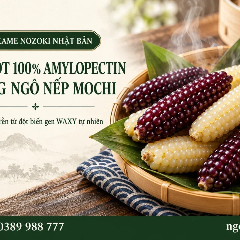 Tinh bột 100% Amylopectin ngô nếp Mochi - Tinh Bột 100% Amylopectin Trong Ngô Nếp Mochi: Giải Mã Đột Biến Gen WAXY & Độ Dẻo Rền Chuẩn Nhật